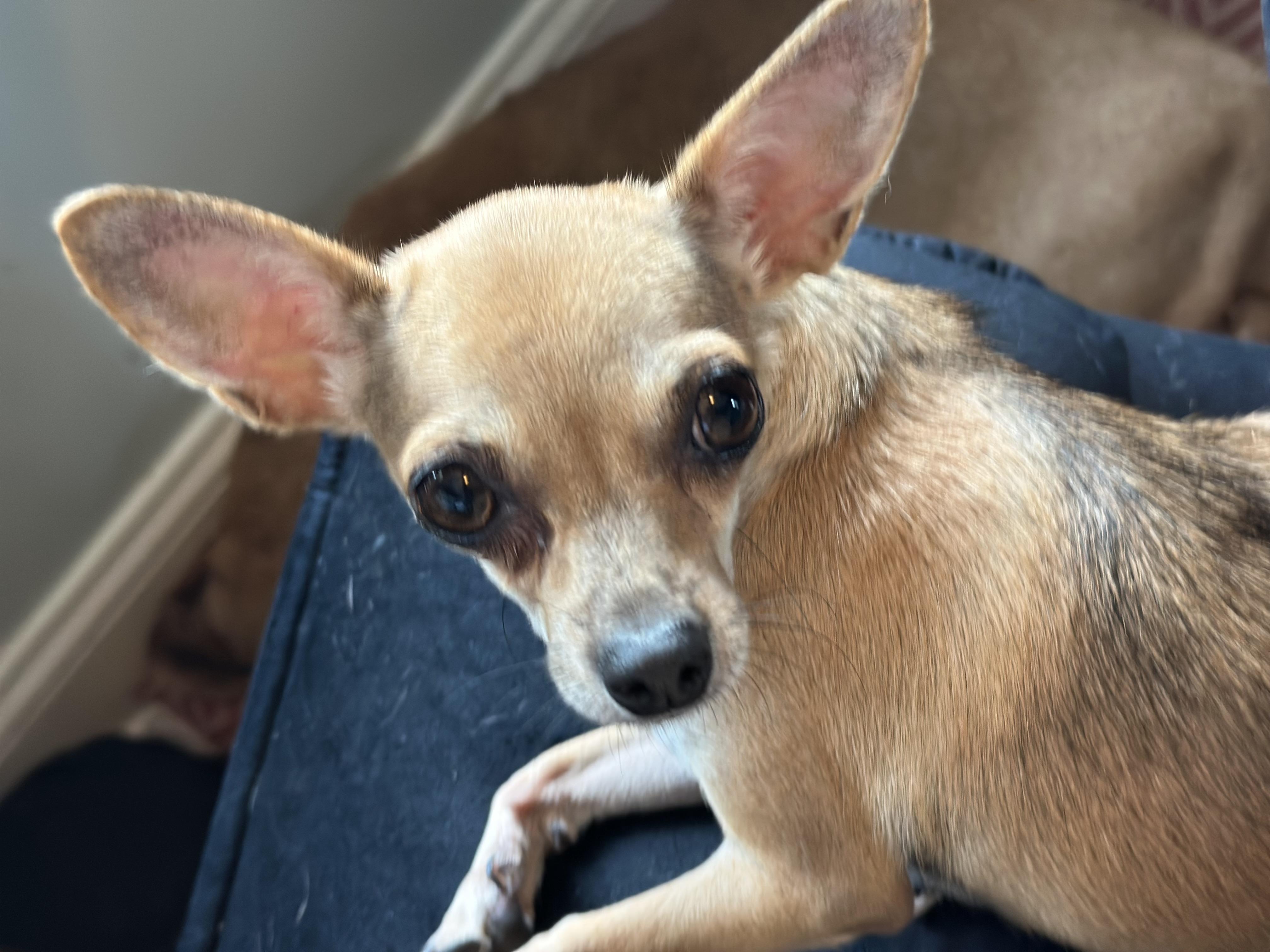 MJ (1989), a Adopted Chihuahua in Hayes, VA image 3/5