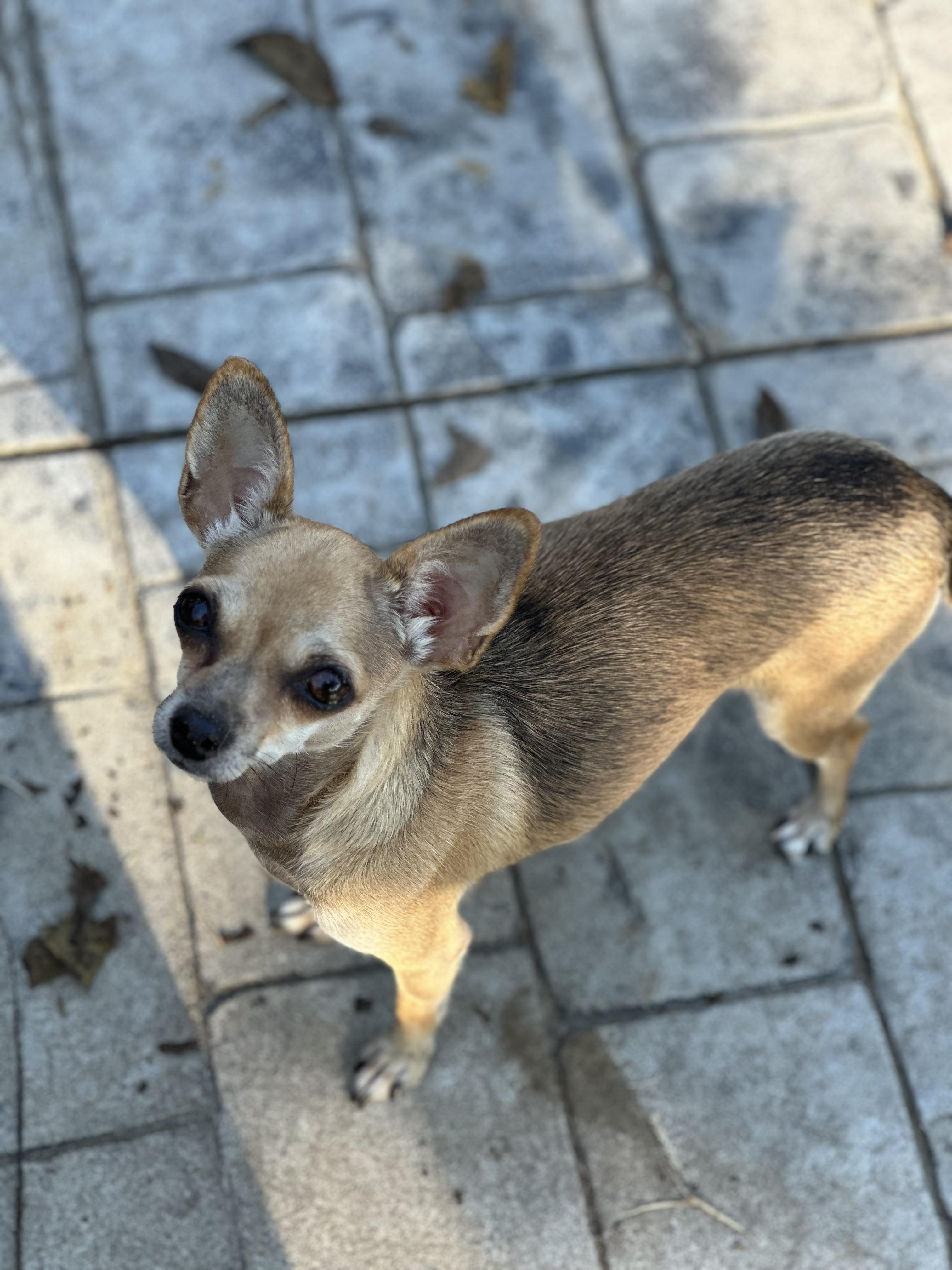 MJ (1989), a Adopted Chihuahua in Hayes, VA image 4/5