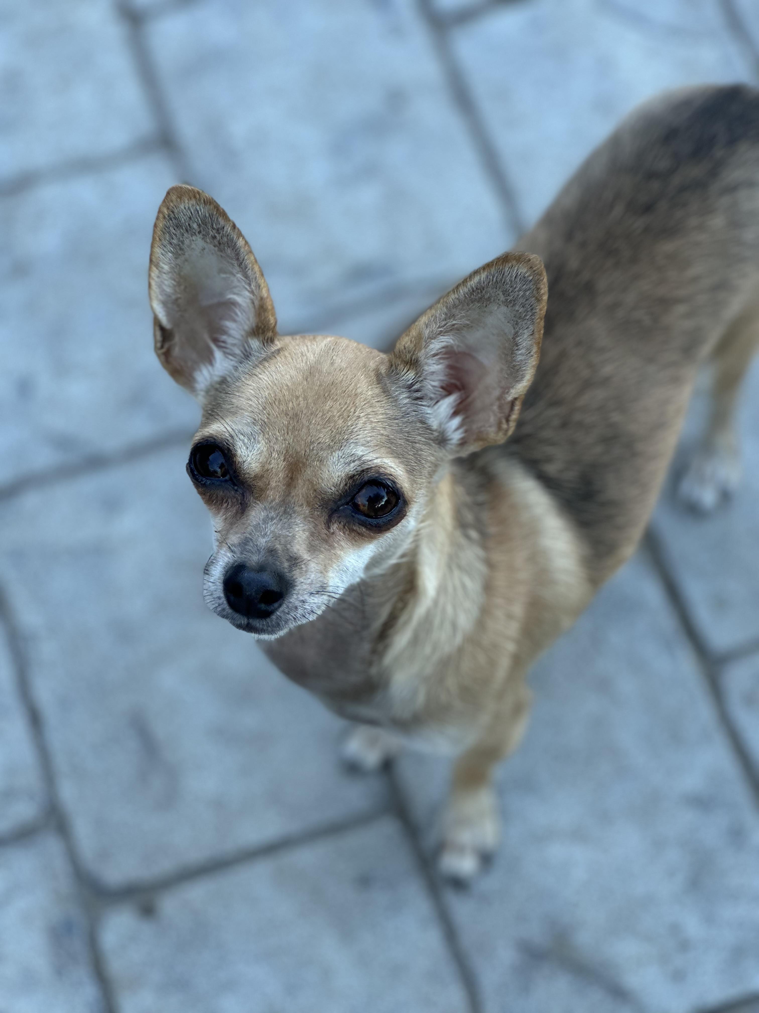 MJ (1989), a Adopted Chihuahua in Hayes, VA image 5/5