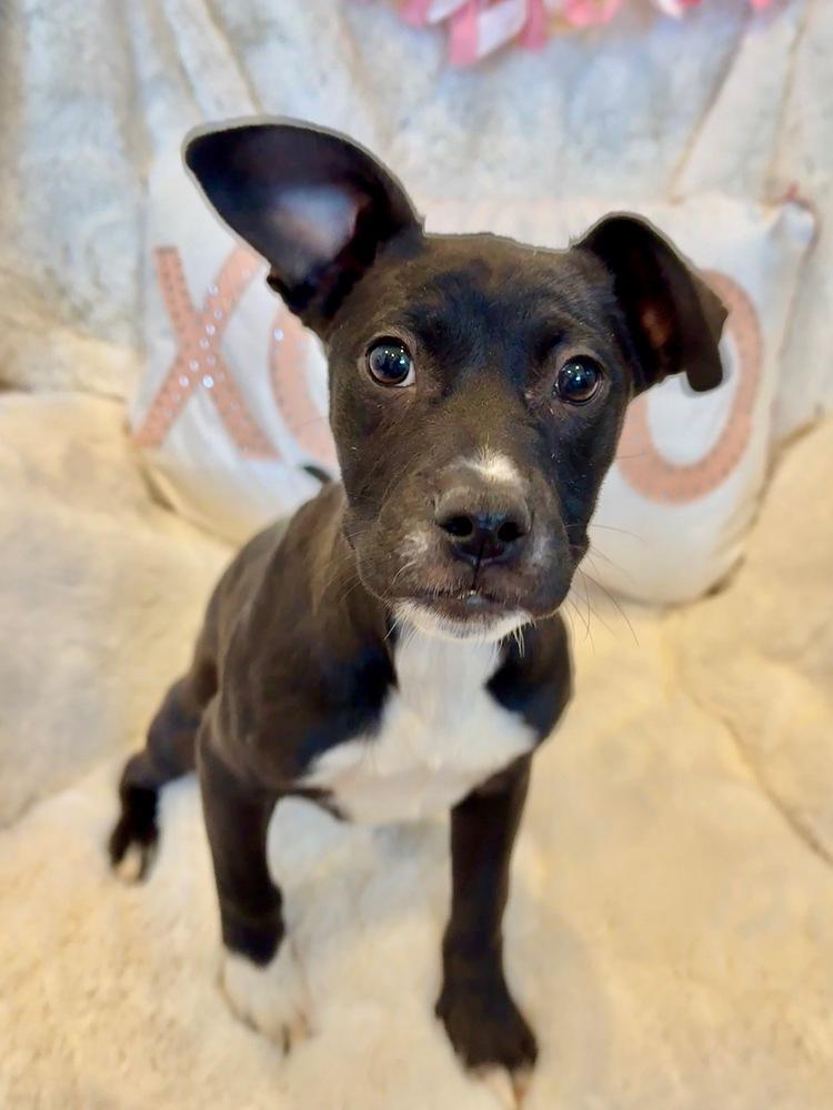 Miniturn, a Adoptable mixed breed in Littleton, CO image 1/3