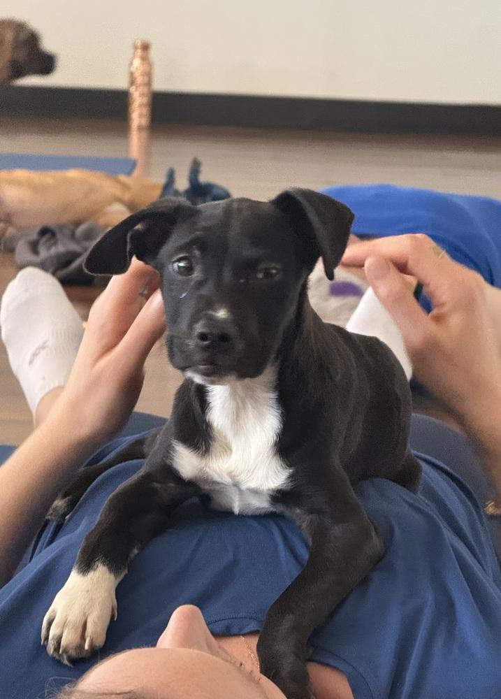 Miniturn, Adoptable, Puppy Female Boxer & Hound.