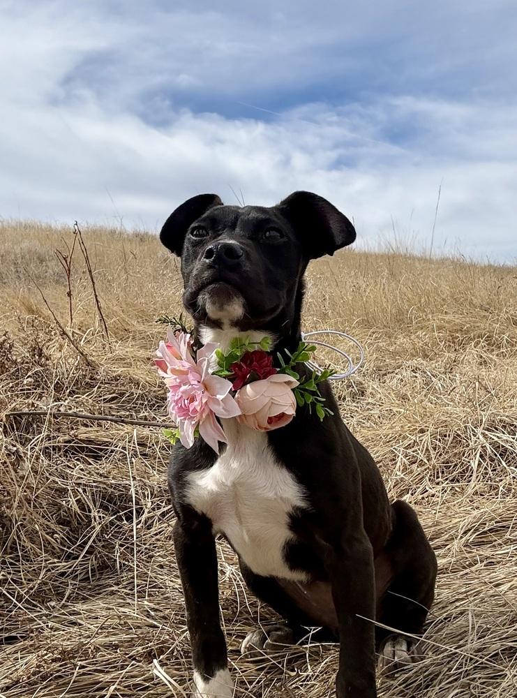 Enlarge Miniturn, a Adoptable mixed breed in Littleton, CO image 3/6