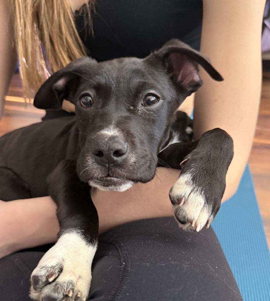 Miniturn, a Adoptable mixed breed in Littleton, CO image 3/3