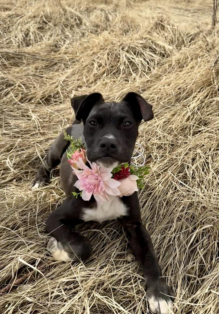 Enlarge Miniturn, a Adoptable mixed breed in Littleton, CO image 5/6