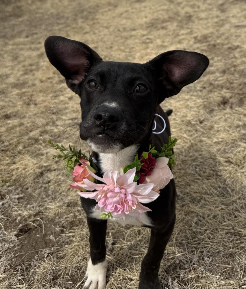 Enlarge Miniturn, a Adoptable mixed breed in Littleton, CO image 6/6