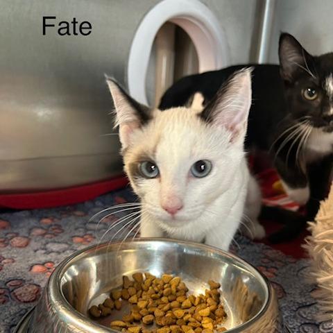 Fate, Adoptable, Kitten Male Domestic Short Hair.