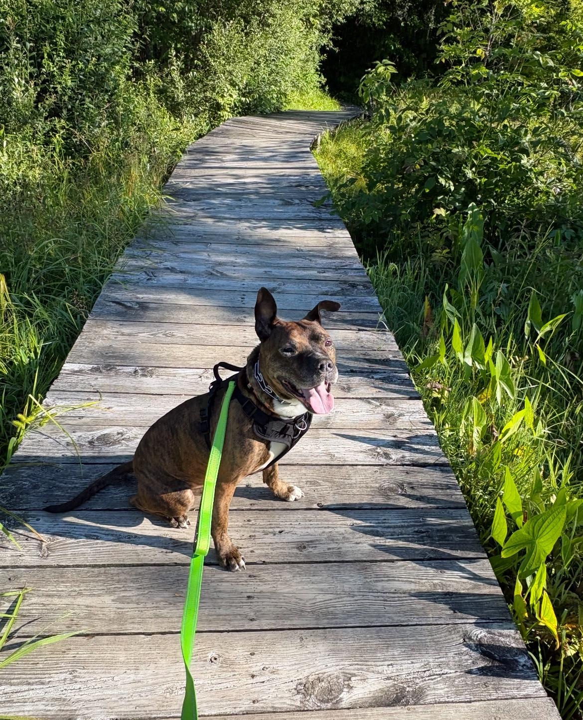 Lenny, a ADOPTABLE mixed breed in Buffalo, NY image 5/6