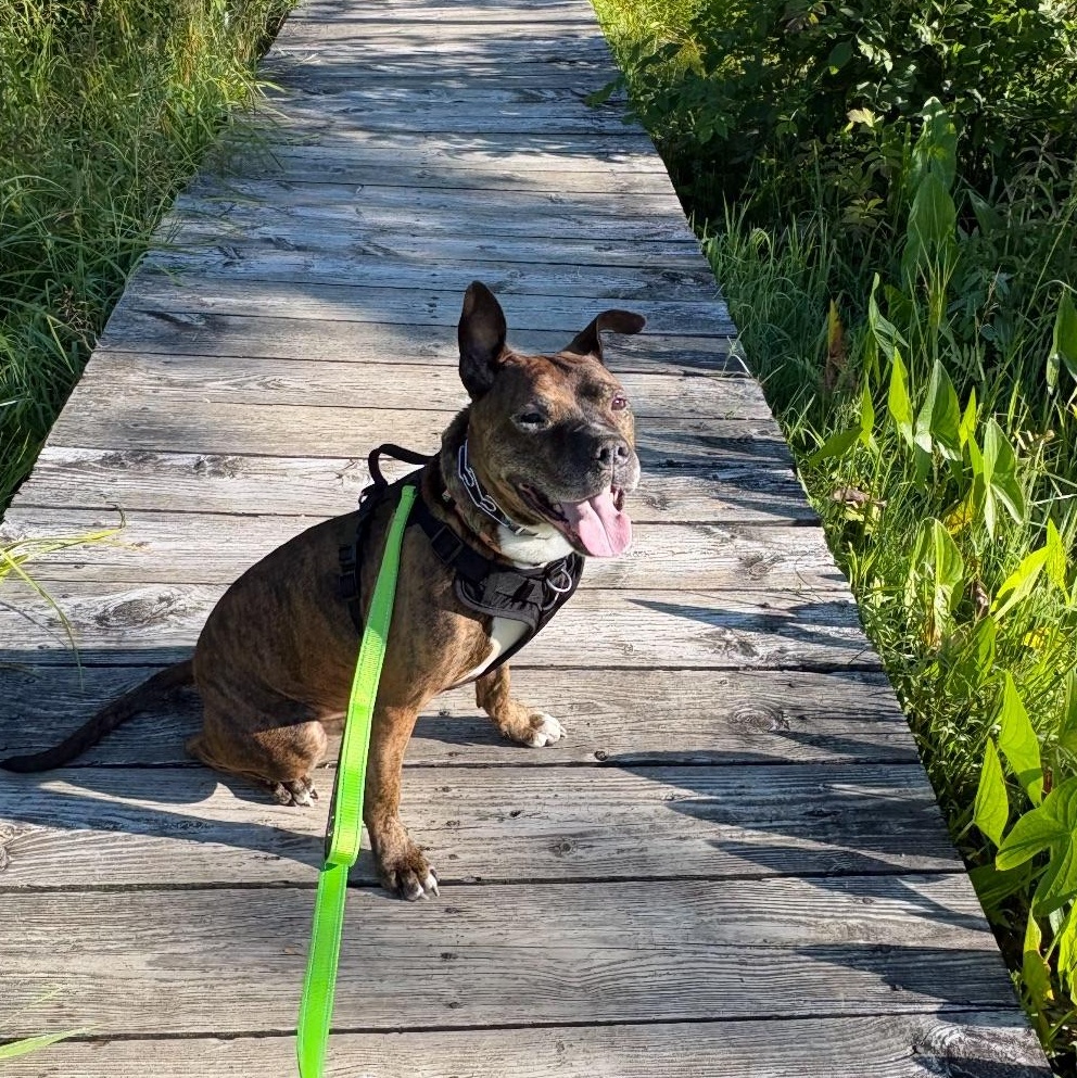 Enlarge Lenny, a ADOPTABLE mixed breed in Buffalo, NY image 5/6