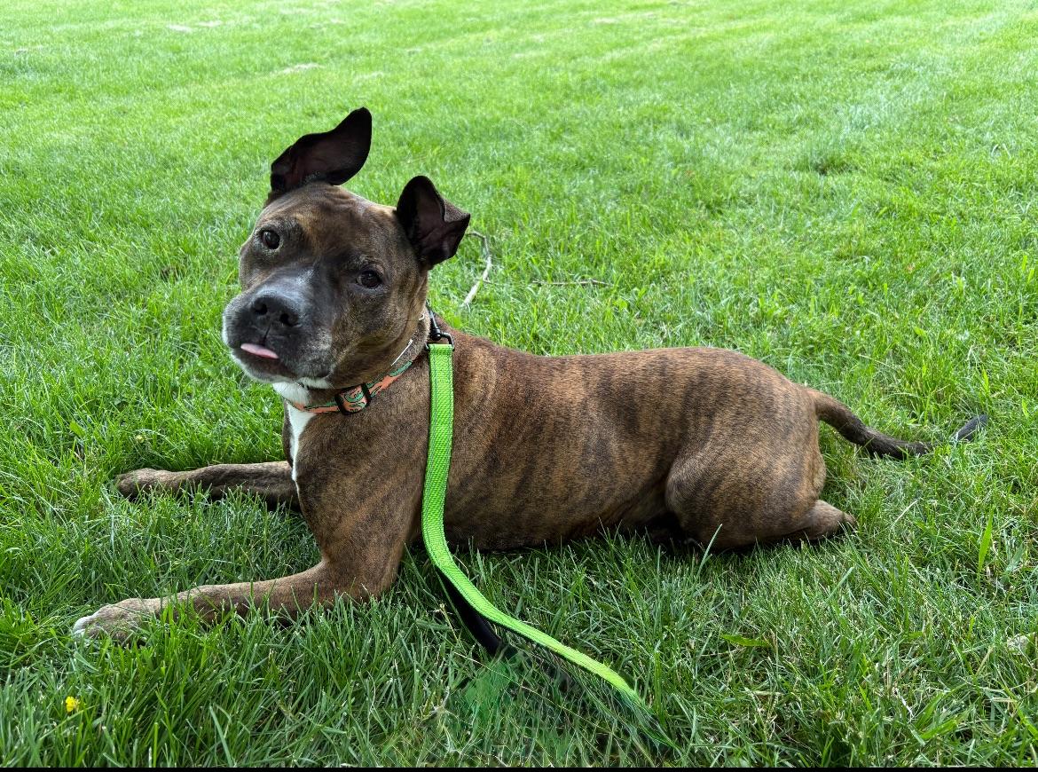 Lenny, a ADOPTABLE mixed breed in Buffalo, NY image 2/6