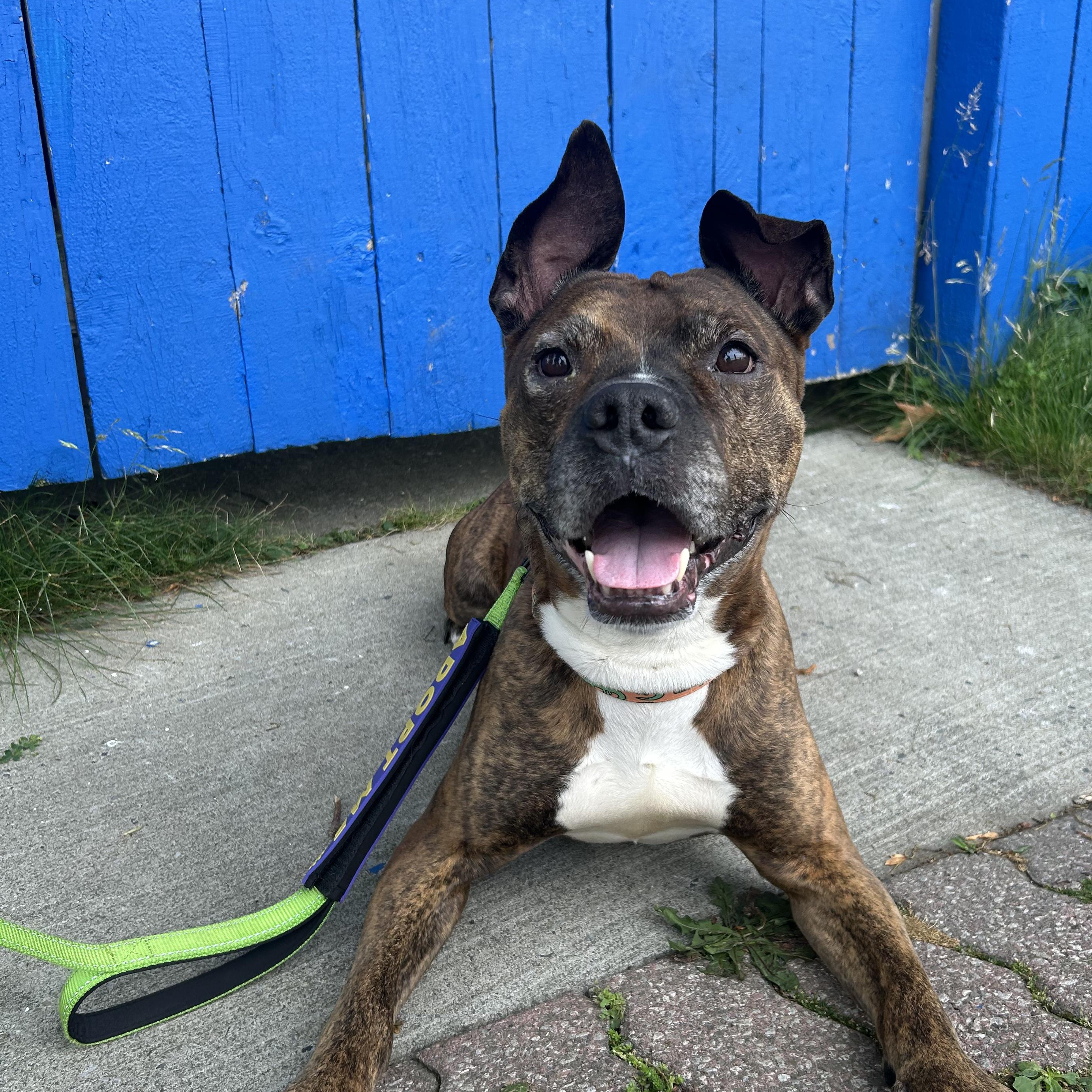 Lenny, a ADOPTABLE mixed breed in Buffalo, NY image 1/6