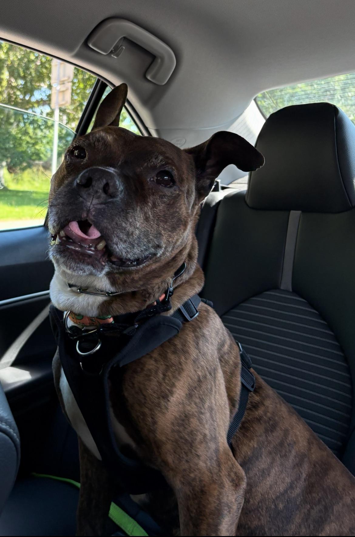 Lenny, a ADOPTABLE mixed breed in Buffalo, NY image 4/6
