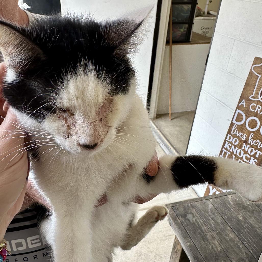 Bruce, Adoptable, Adult Male Domestic Short Hair.