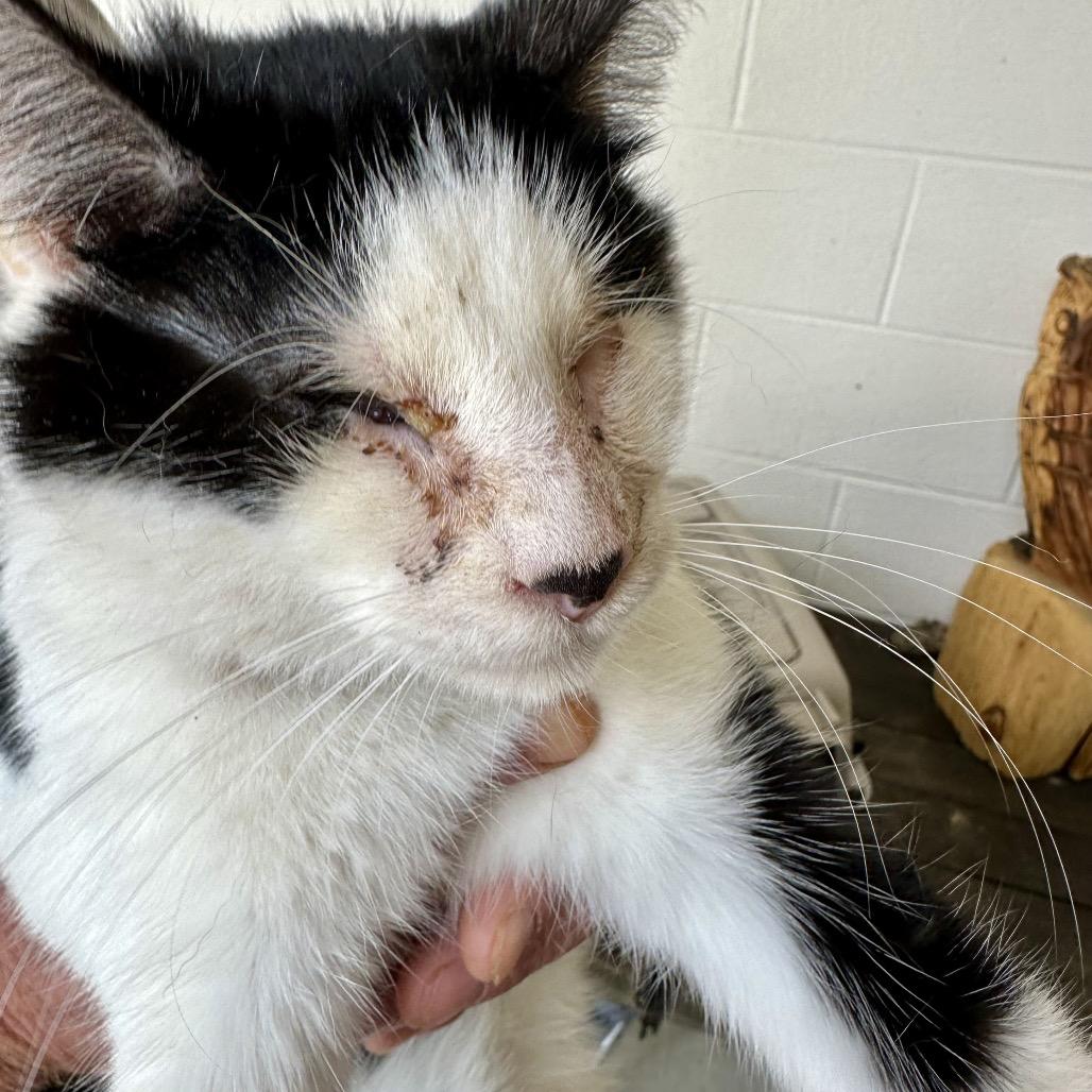 Enlarge Bruce, a Adoptable Domestic Short Hair in Evensville, TN image 2/3