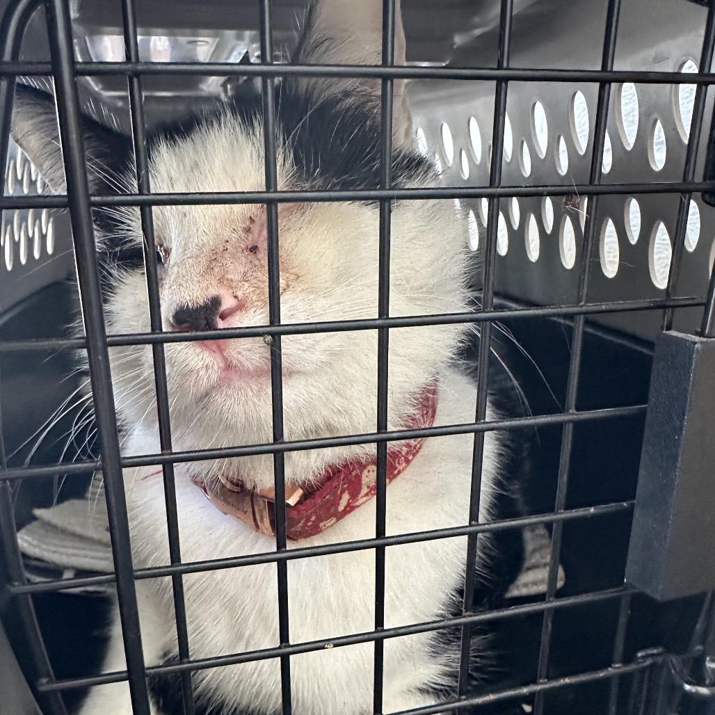 Enlarge Bruce, a Adoptable Domestic Short Hair in Evensville, TN image 3/3