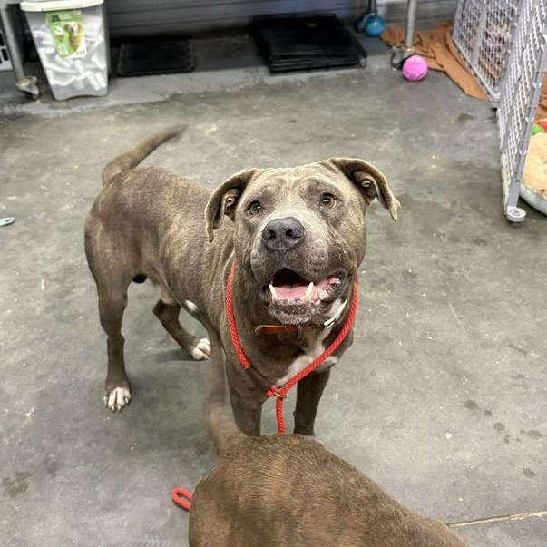 Logan — thumbnail 2