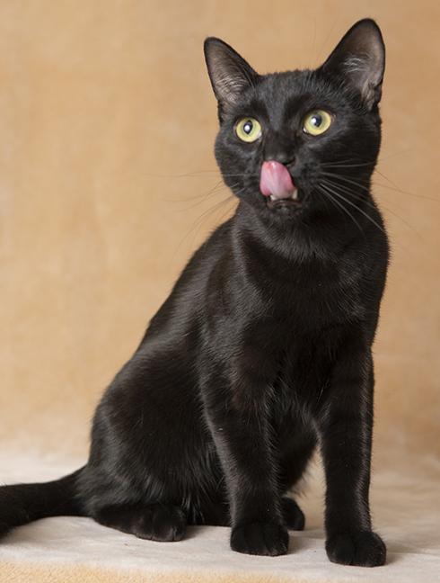 Louie, an adopted Domestic Short Hair in Chicago, IL image 6/6