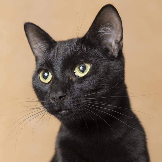 Louie, adopted, Young Male Domestic Short Hair.