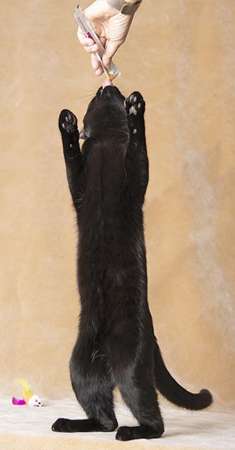 Louie, an adopted Domestic Short Hair in Chicago, IL image 5/6