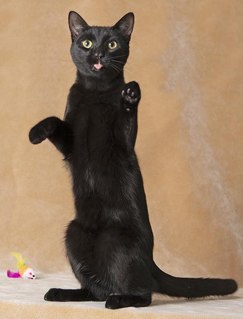 Louie, an adopted Domestic Short Hair in Chicago, IL image 2/6