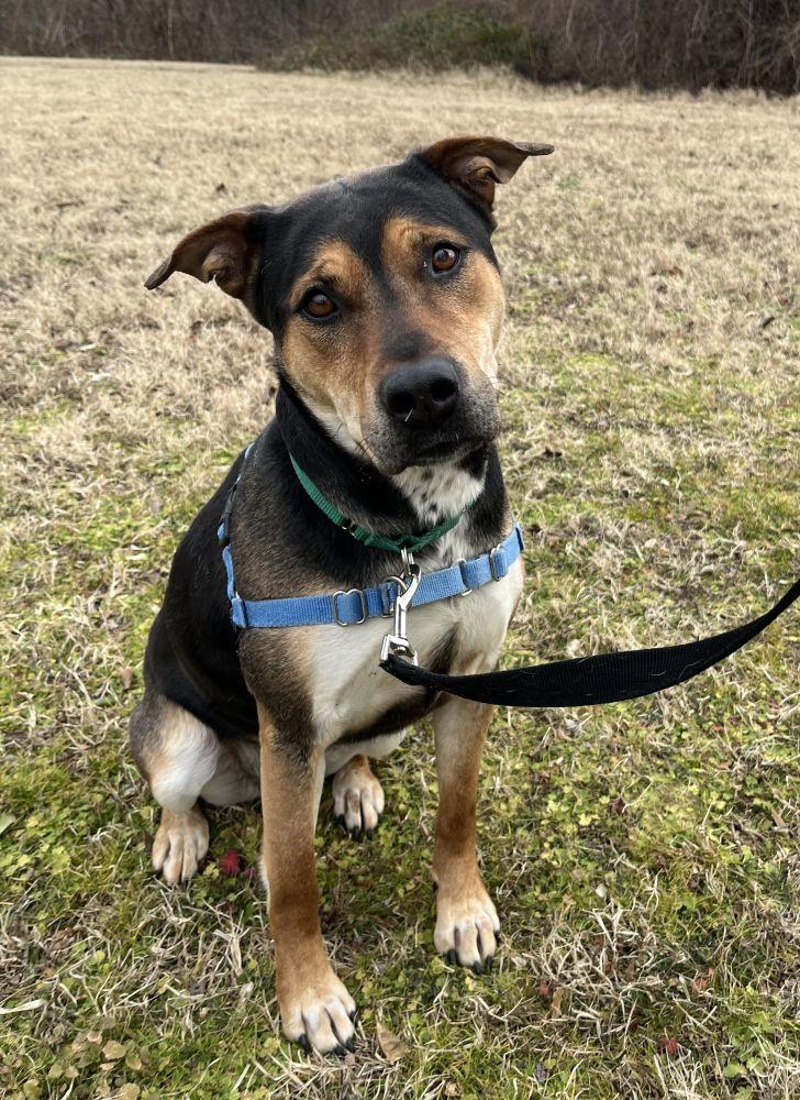 Enlarge Ernestine, a Adoptable Mixed Breed in Alexandria, VA image 1/3