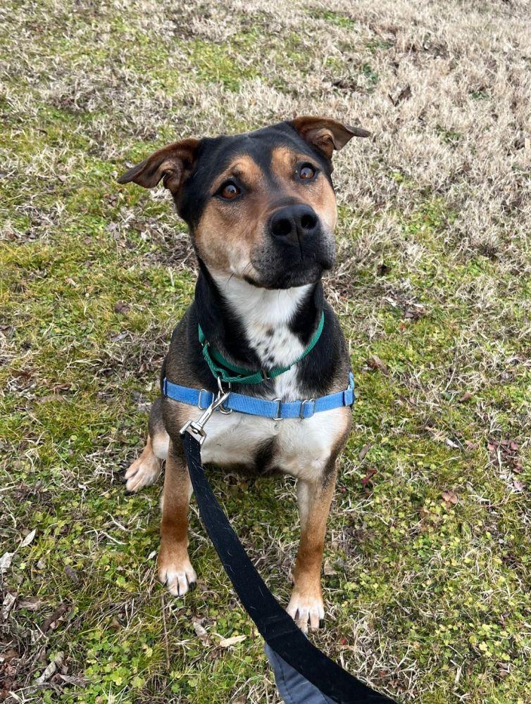 Enlarge Ernestine, a Adoptable Mixed Breed in Alexandria, VA image 2/3