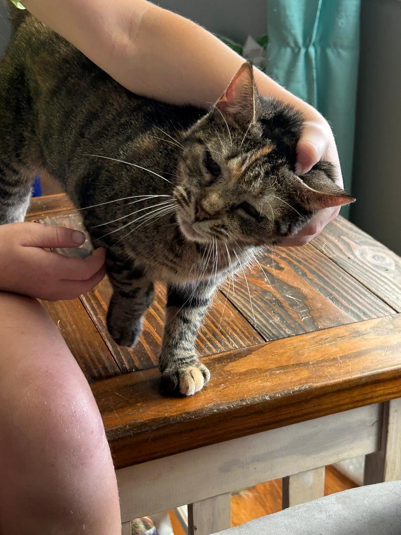 Enlarge Mommy, a Adoptable Domestic Medium Hair in Milton, PA image 1/2