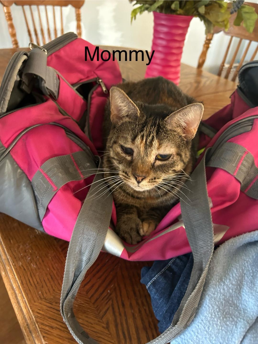 Enlarge Mommy, a Adoptable Domestic Medium Hair in Milton, PA image 2/2