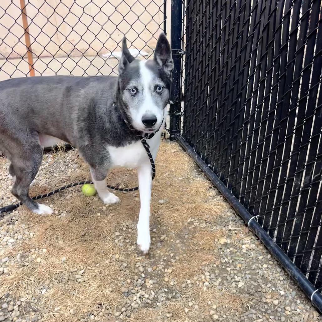Tiberius, Adoptable, Adult Male Akita.