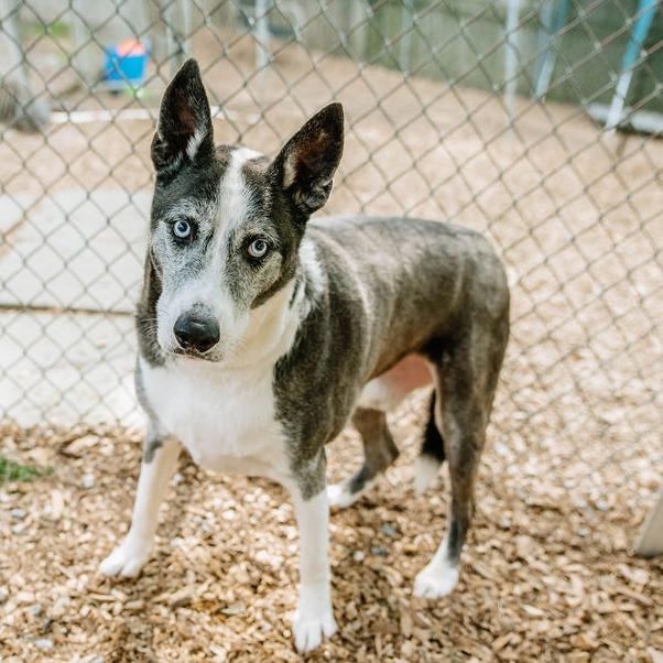 Enlarge Tiberius, a Adoptable mixed breed in Chester Springs, PA image 2/4