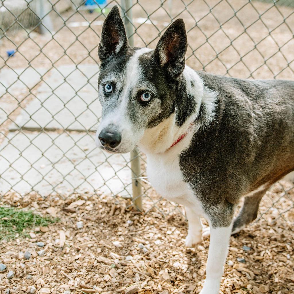 Enlarge Tiberius, a Adoptable mixed breed in Chester Springs, PA image 3/4
