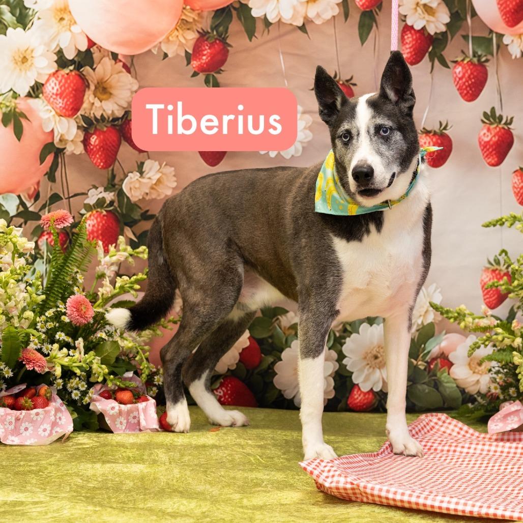 Enlarge Tiberius, a Adoptable mixed breed in Chester Springs, PA image 4/4