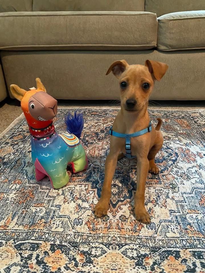 Copper, a ADOPTABLE mixed breed in Woodbury, NJ image 3/5