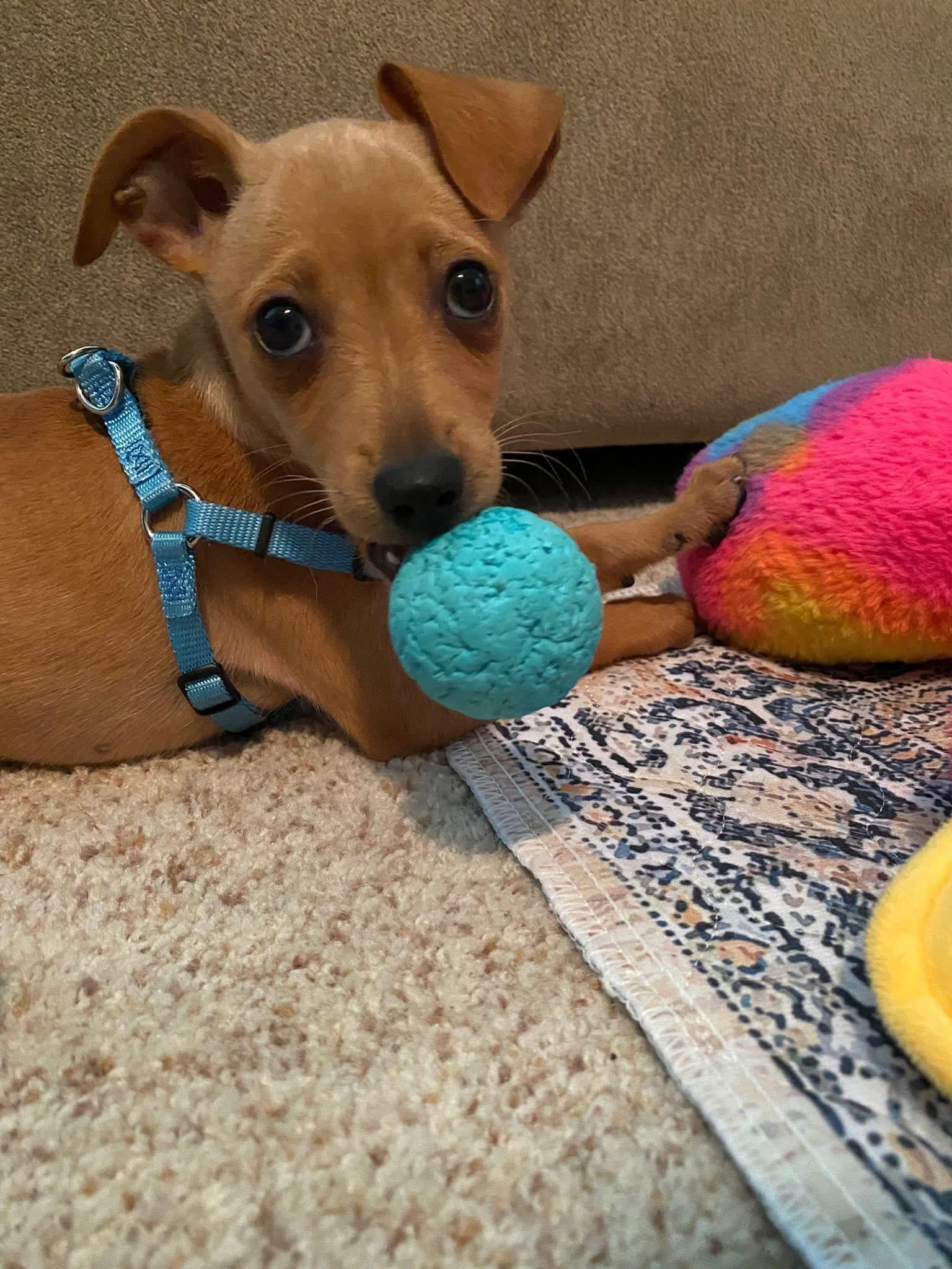 Copper, a ADOPTABLE mixed breed in Woodbury, NJ image 2/5