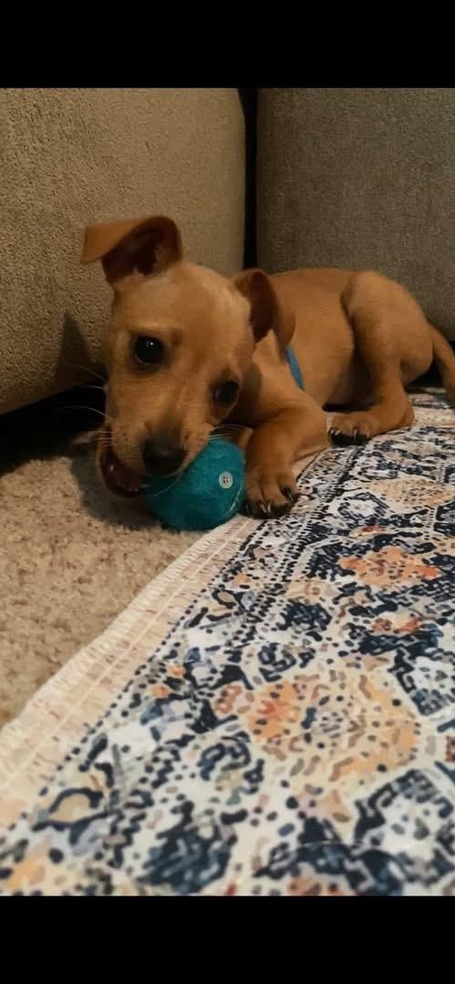 Copper, ADOPTABLE, Puppy Male Miniature Pinscher & Chihuahua.