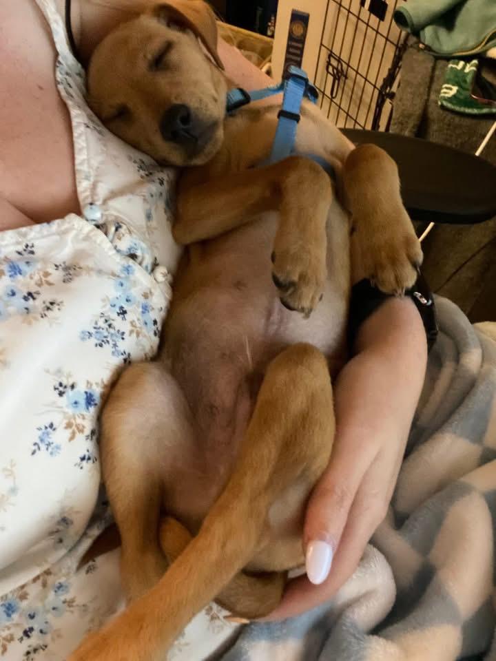 Copper, a ADOPTABLE mixed breed in Woodbury, NJ image 5/5