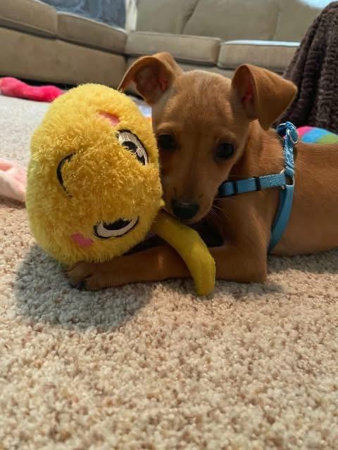 Copper, a ADOPTABLE mixed breed in Woodbury, NJ image 4/5