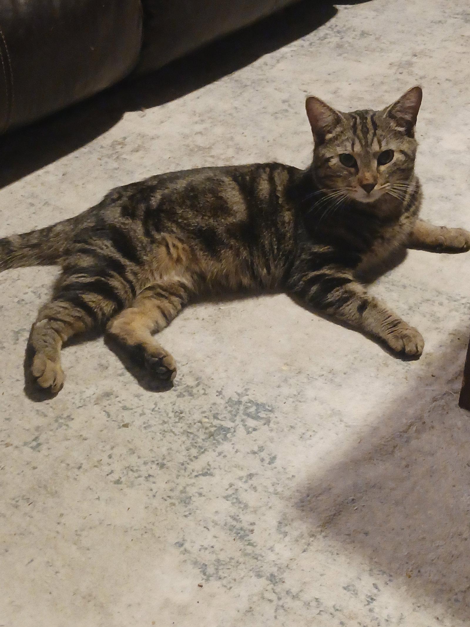 Enlarge Oliver (7042), a Adoptable Tabby in Wesley Chapel, FL image 1/1