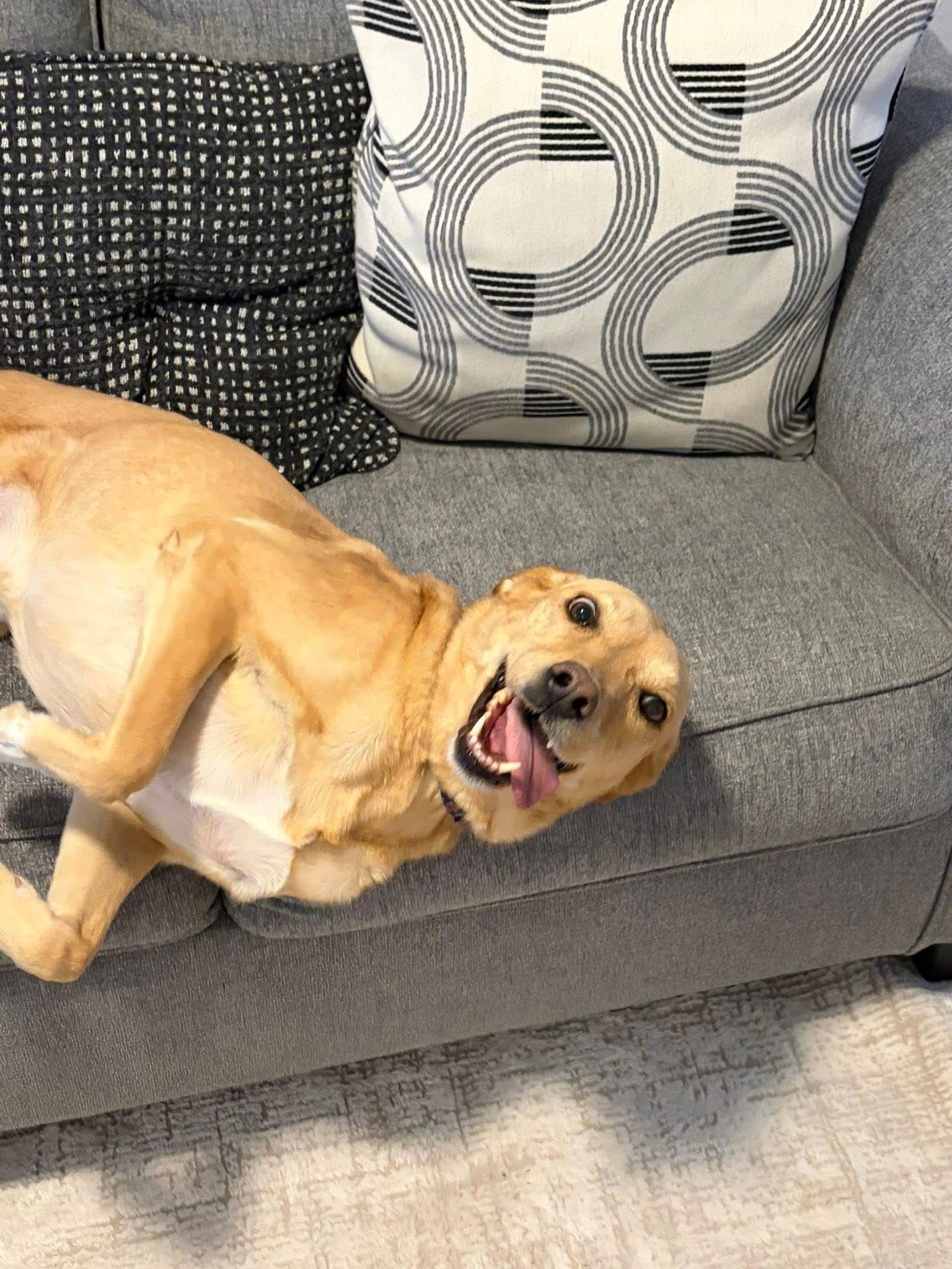 Maggie, Adoptable, Young Female Labrador Retriever.