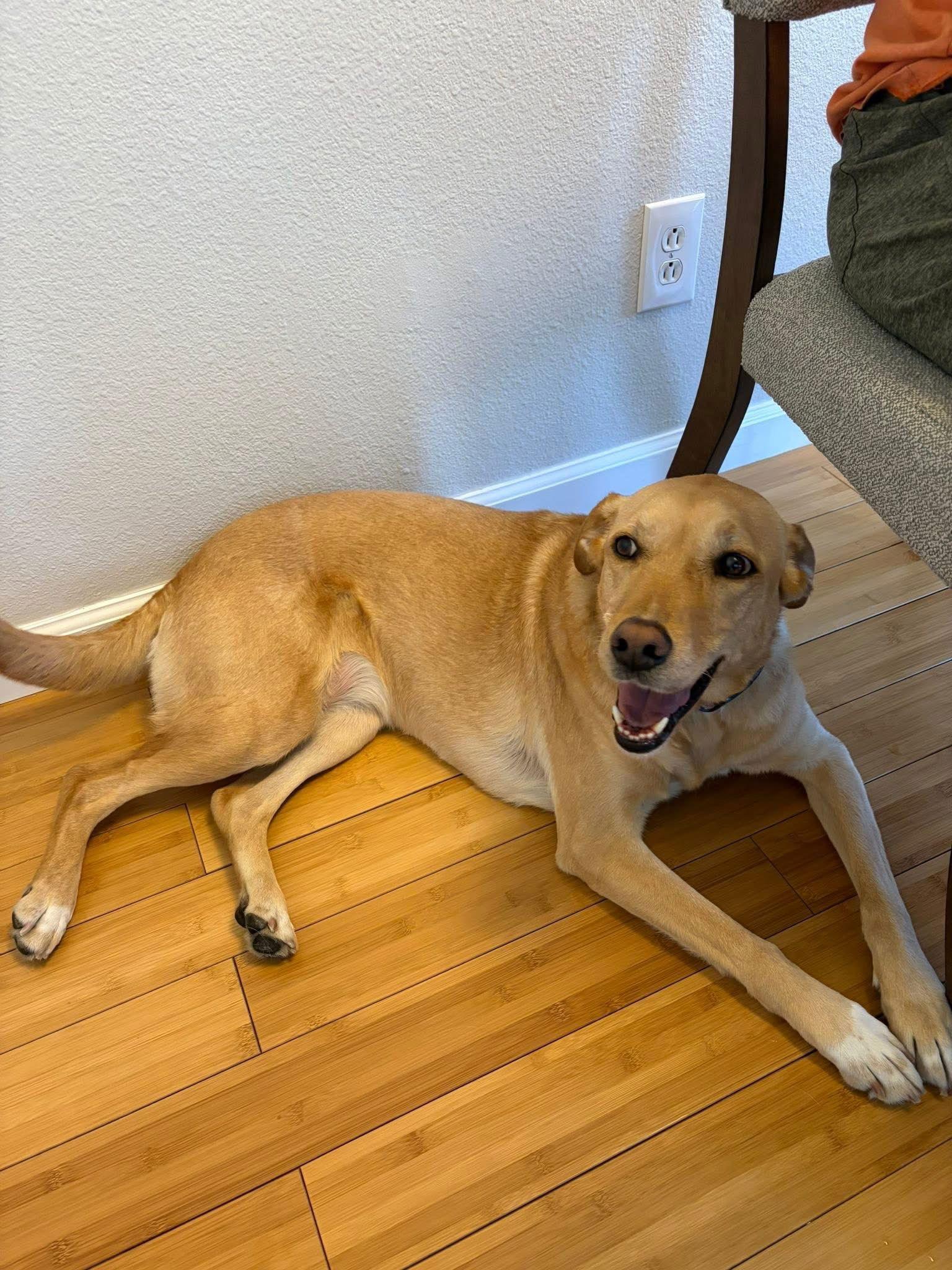 Enlarge Maggie, a Adoptable Labrador Retriever in Denver, CO image 2/3