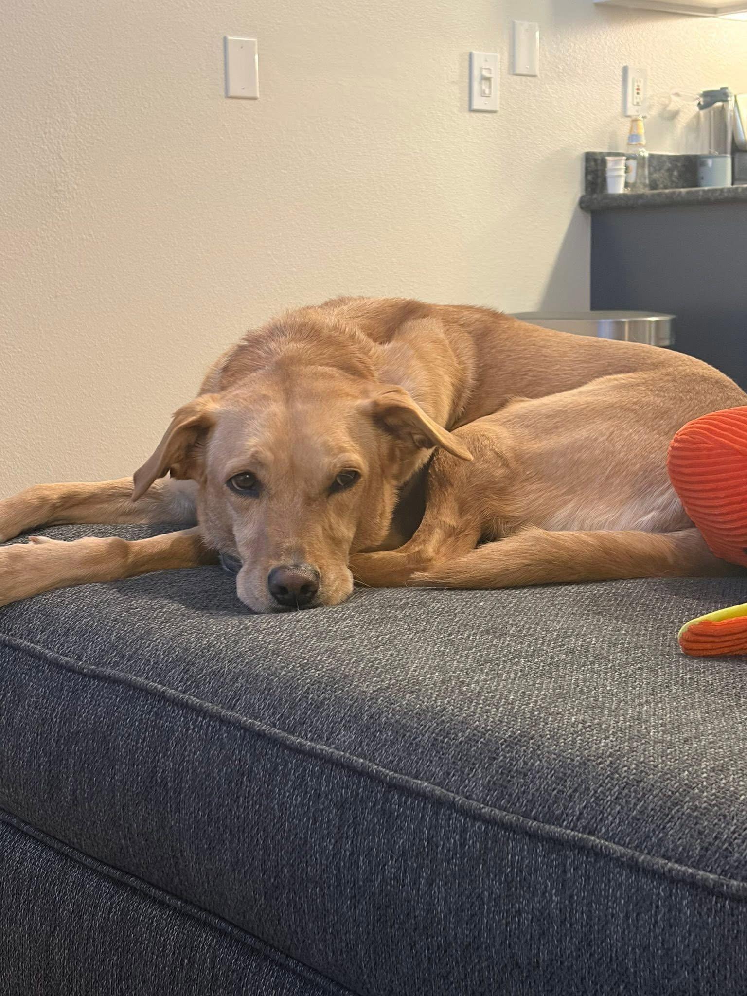 Enlarge Maggie, a Adoptable Labrador Retriever in Denver, CO image 3/3
