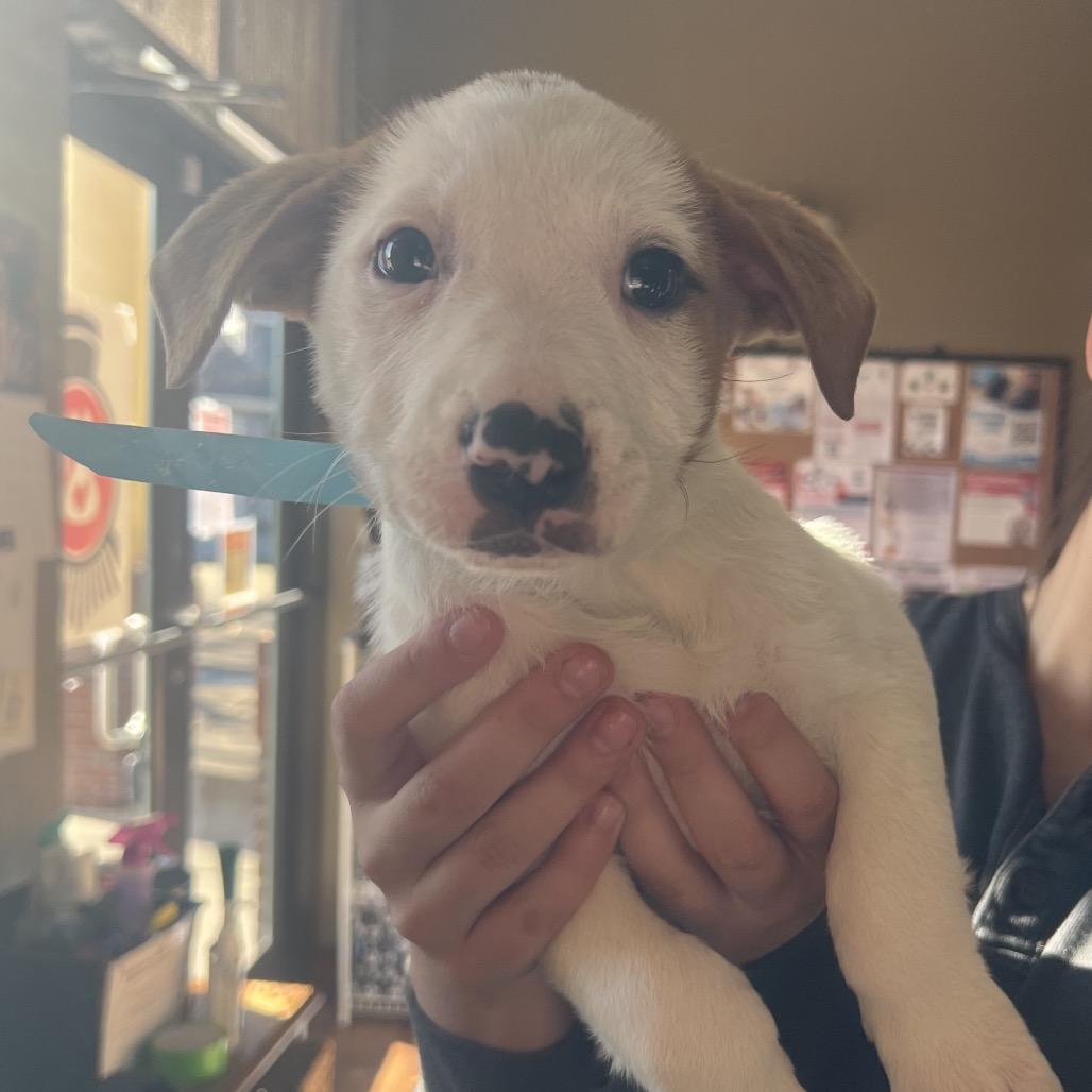 Enlarge Jess, a Adoptable mixed breed in Fort Collins, CO image 1/6