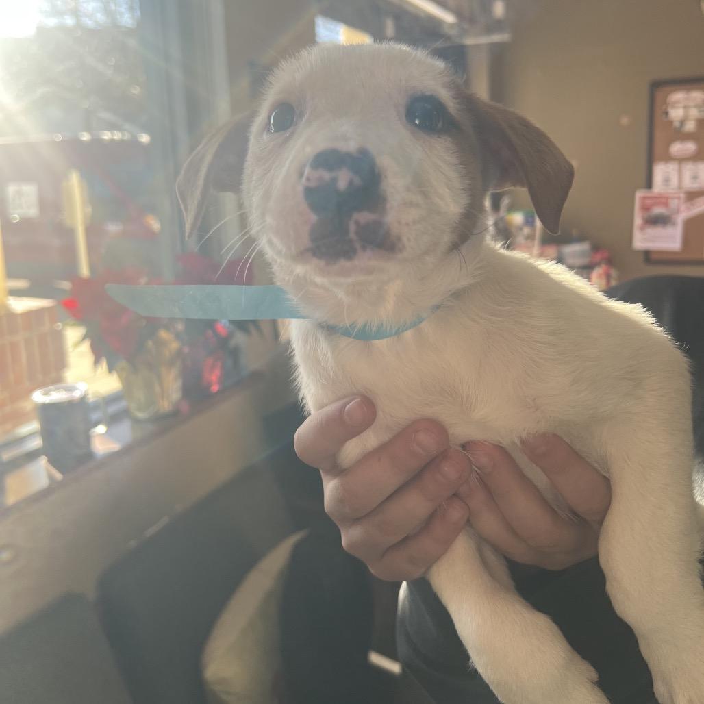 Enlarge Jess, a Adoptable mixed breed in Fort Collins, CO image 2/6