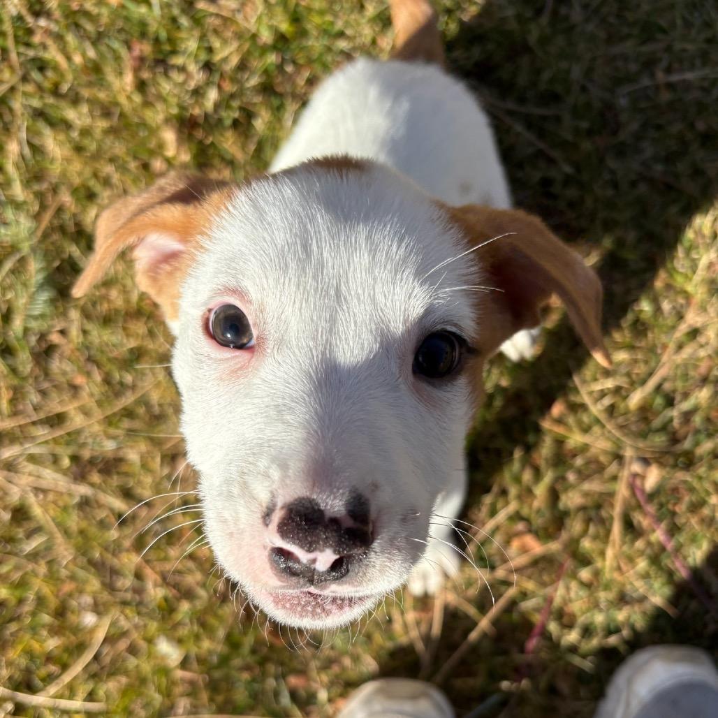 Enlarge Jess, a Adoptable mixed breed in Fort Collins, CO image 3/6
