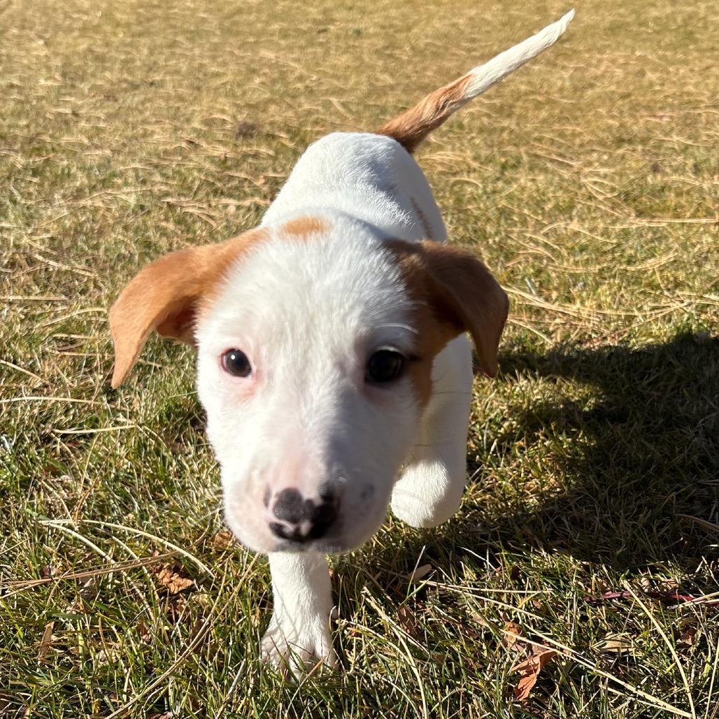 Enlarge Jess, a Adoptable mixed breed in Fort Collins, CO image 4/6