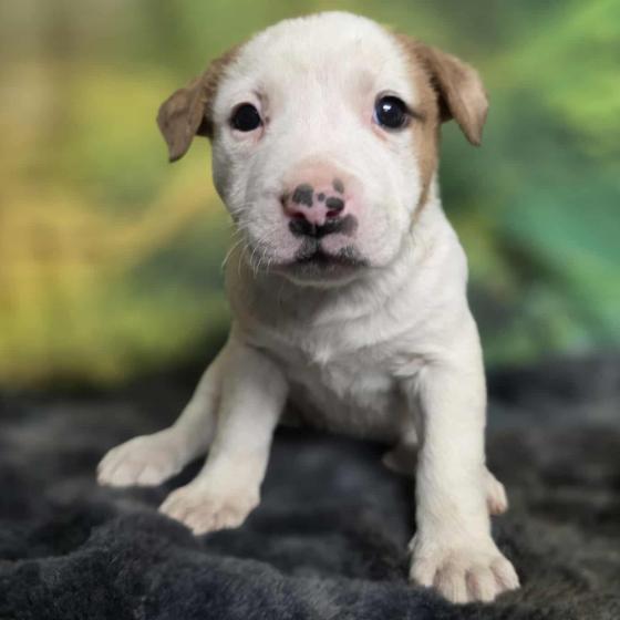 Enlarge Jess, a Adoptable mixed breed in Fort Collins, CO image 5/6