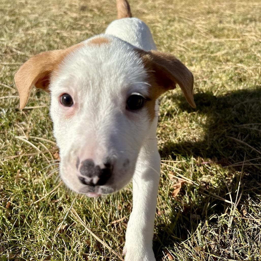 Enlarge Jess, a Adoptable mixed breed in Fort Collins, CO image 6/6