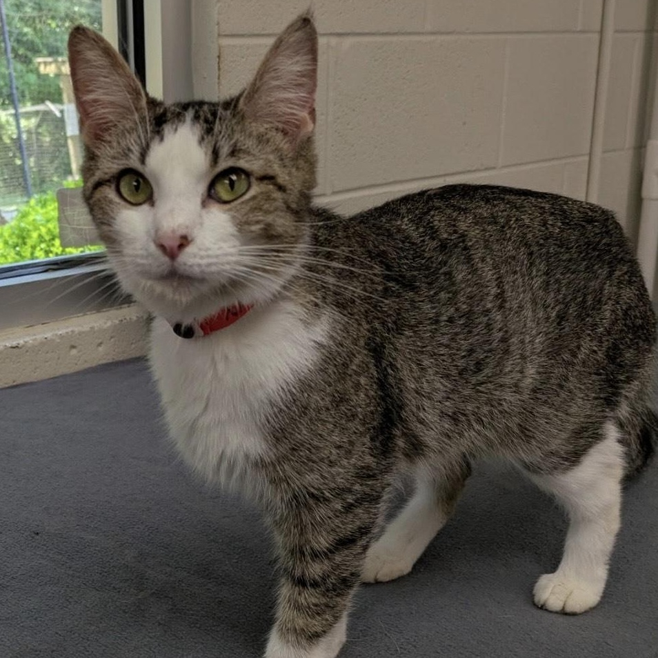 Natalia, an adoptable Domestic Short Hair in Portsmouth, OH, 45662 | Photo Image 1
