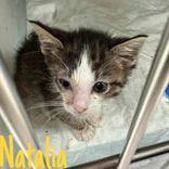 Natalia, an adoptable Domestic Short Hair in Portsmouth, OH, 45662 | Photo Image 2