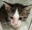 Natalia, an adoptable Domestic Short Hair in Portsmouth, OH, 45662 | Photo Image 3