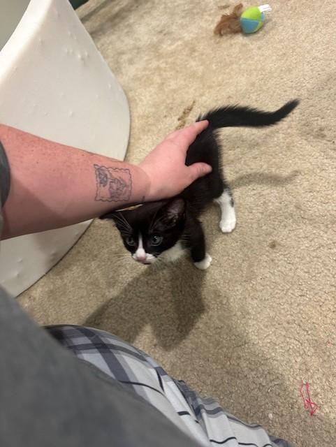 Enlarge William, an adopted Domestic Short Hair in Ambler, PA image 4/4